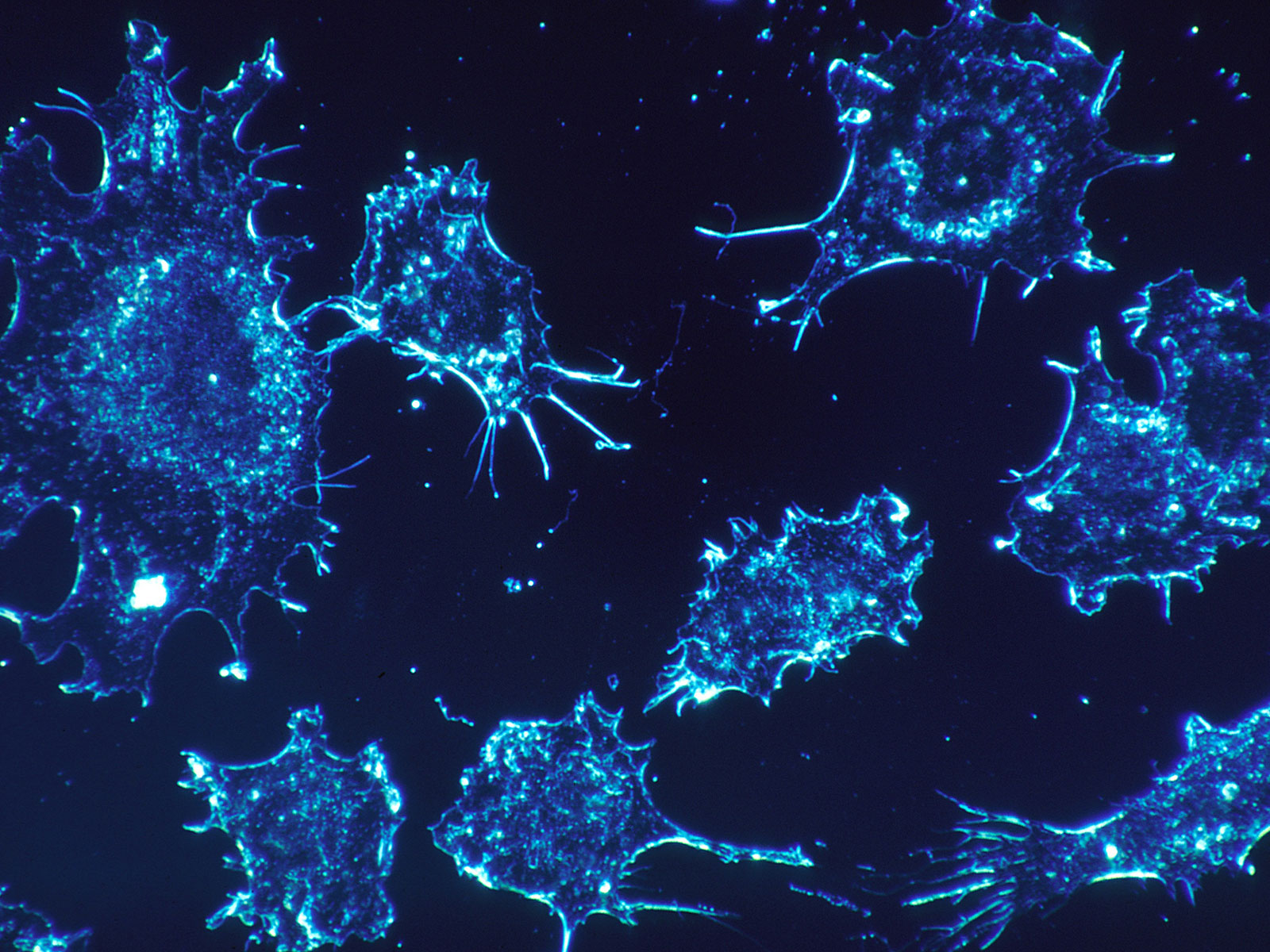 Telomerase-Mediated Telomere Targeting in Cancer